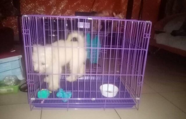Male Lhasa Apso puppy for sale