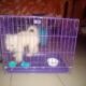 Male Lhasa Apso puppy for sale