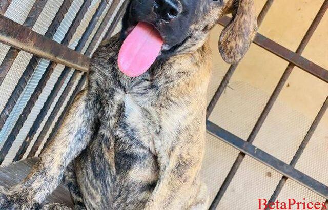 Two male boerboel dogs for sale