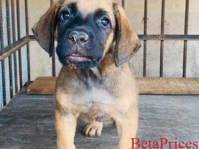 Two male boerboel dogs for sale