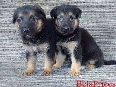 Two female German shepherd dogs