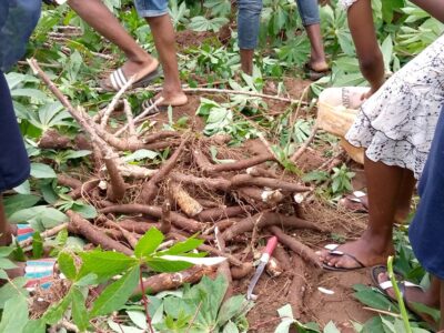 Cost of Cassava per ton in Nigeria (2022)