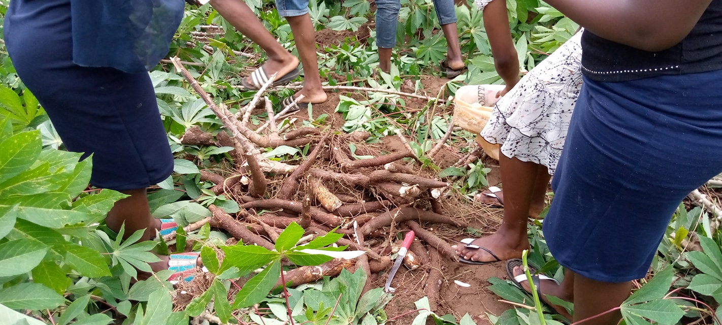 price of cassava per tonne