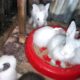 New Zealand white, chinchilla and California Kittens