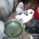 New Zealand white, chinchilla and California Kittens