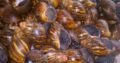 Point of Lay snails available for sale