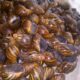 Point of Lay snails available for sale