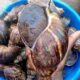 Jumbo snails available for sale