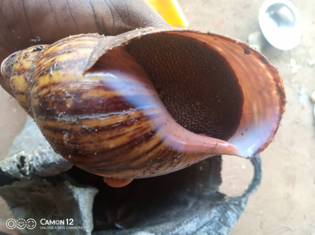 Buy Snails per kg in Nigeria