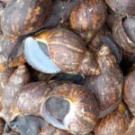 Buy Snails per kg in Nigeria