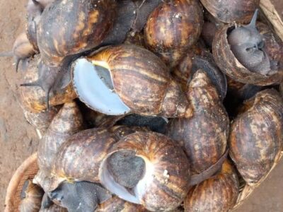 Cost of Snails per kg in Lagos, Nigeria (2021)