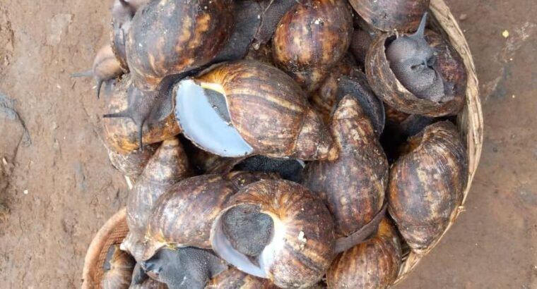 Cost of Snails per kg in Lagos, Nigeria (2022)
