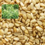 Price of Sesame seed and oil in Nigeria