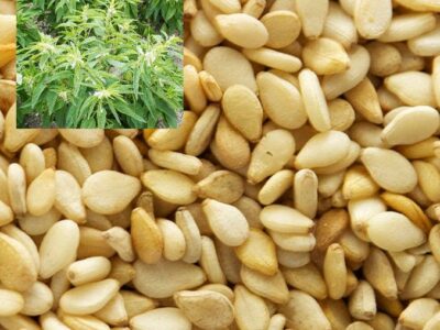 Sesame seed prices per Ton, Kg in Nigeria 2024