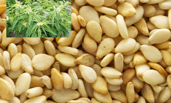 Sesame seed prices per Ton, Kg in Nigeria 2023