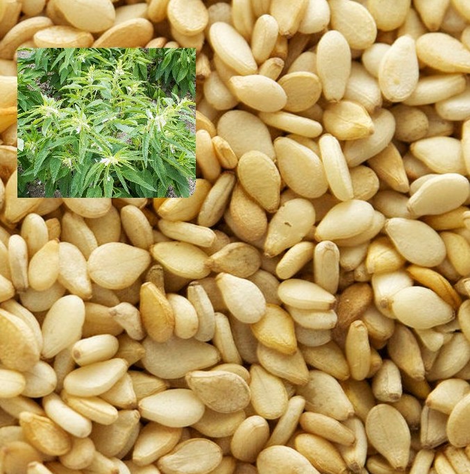 Sesame seed prices per Ton, Kg in Nigeria 2022