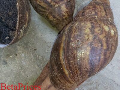 Jumbo snails available for sale