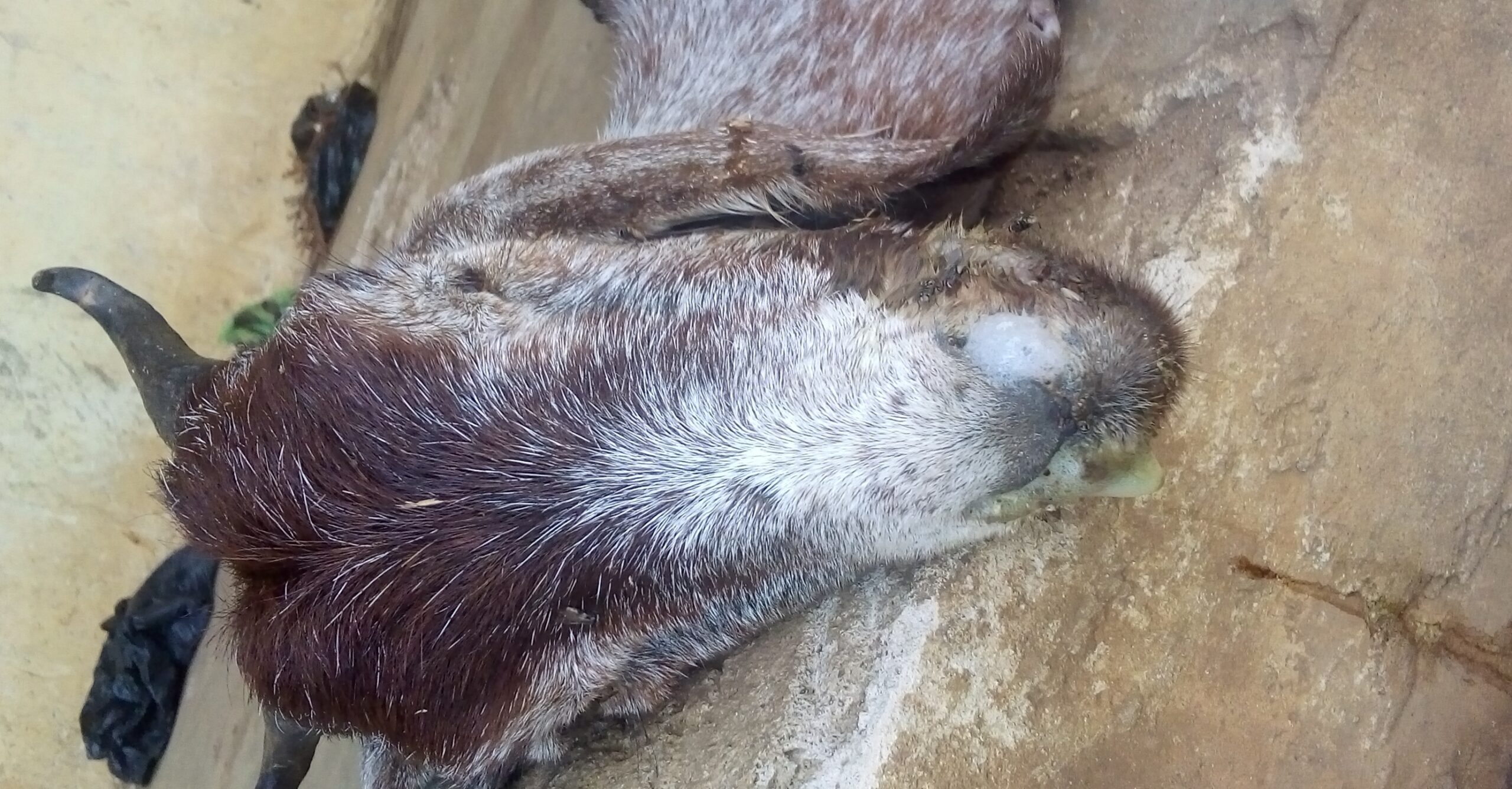 dead goat showing symptom of PPR infection