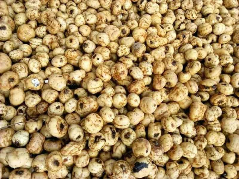 Tiger nut price per ton in Nigeria
