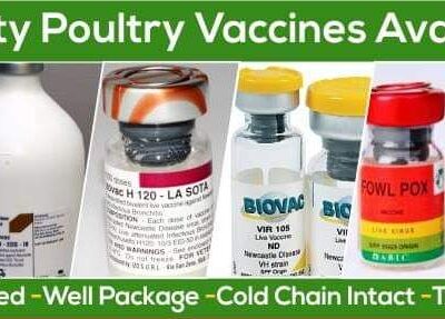 Poultry Vaccine Prices in Nigeria 2022