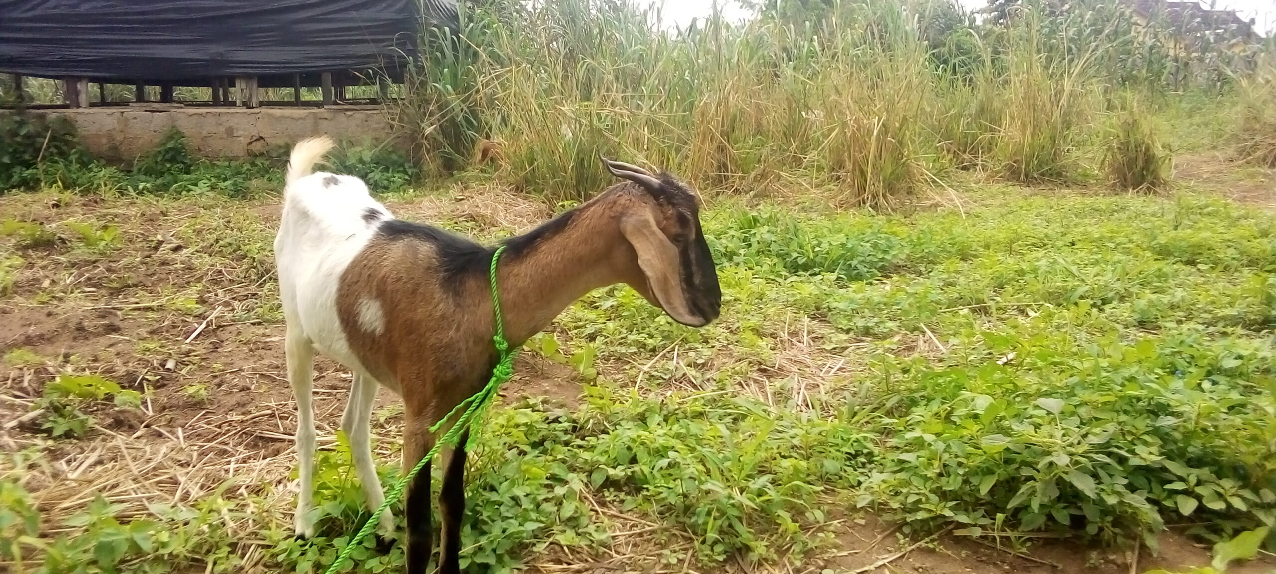 Sokoto Maradi Goat for sale in Nigeria