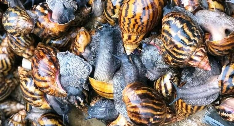 For Sale: Price of Snail Slime per kg, litre in Nigeria