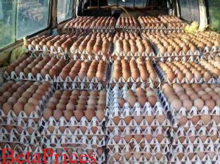 Day old broilers for sale