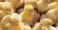 Day old broilers for sale