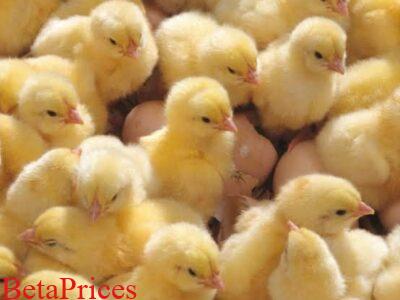 Day old Ideal Red Broilers for sale
