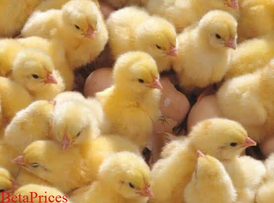 Day old Roaster chicks sale for sale
