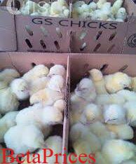 Day old Grinphield Marshall broilers for sale
