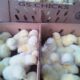 Day old Grinphield Marshall broilers for sale