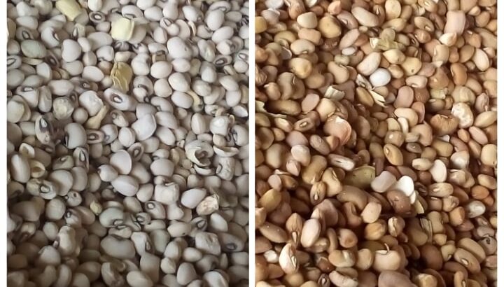 Current Price of Beans per bag, kg, ton in Nigeria 2023