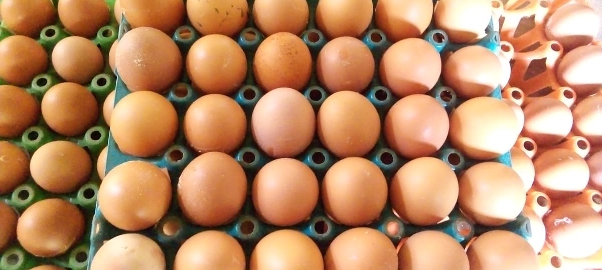 Wholesale and Retail Eggs for sale in Nigeria