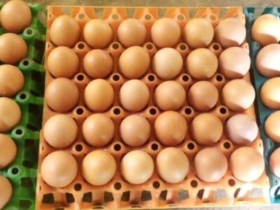 Current price of Crate of Egg in Nigeria 2024