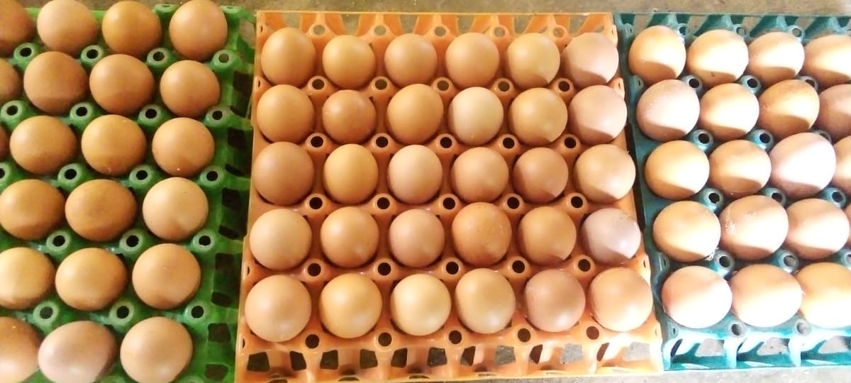 Current price of Crate of Egg in Nigeria 2022