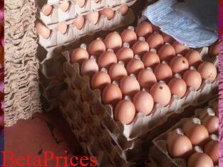 Egg Distributing Business.