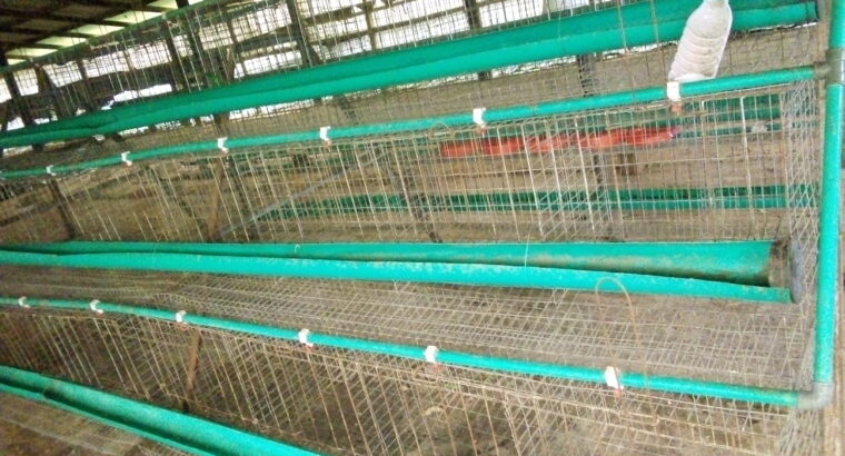 Cost of Layers Cage in Nigeria 2023